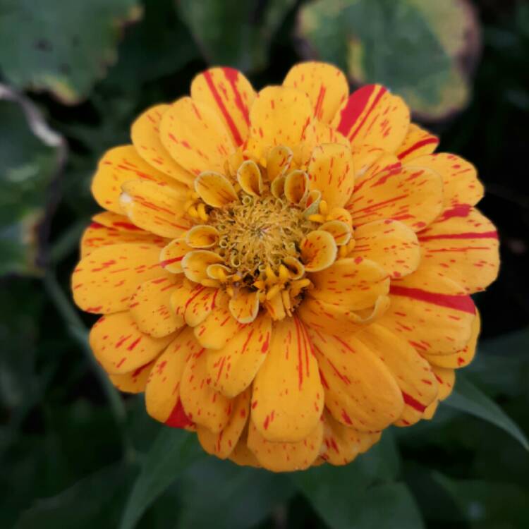 plant image 1380788 plant image 1380788