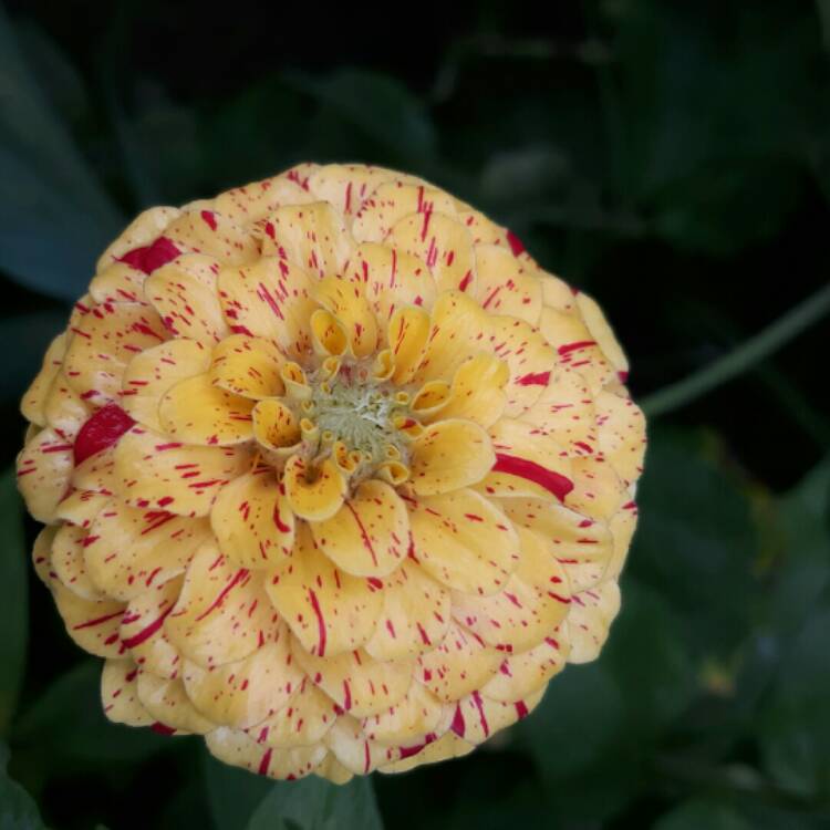 plant image 1380791 plant image 1380791
