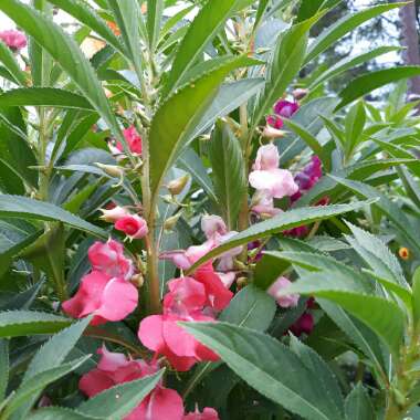 Impatiens balsamina