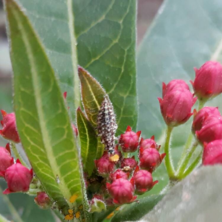 plant image 1383154
