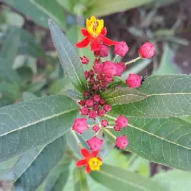 Asclepias curassavica