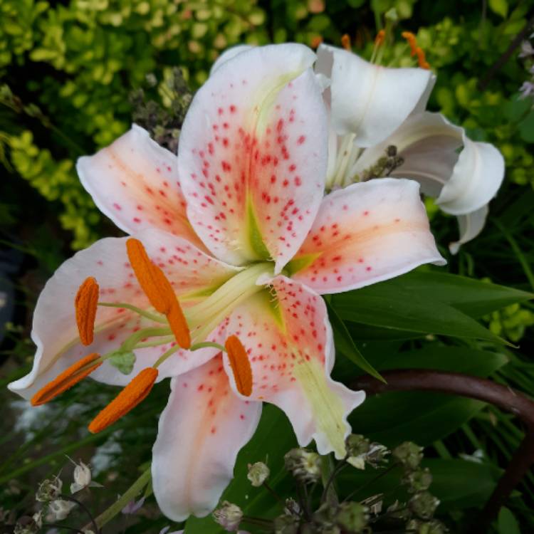 plant image 1383170 plant image 1383170