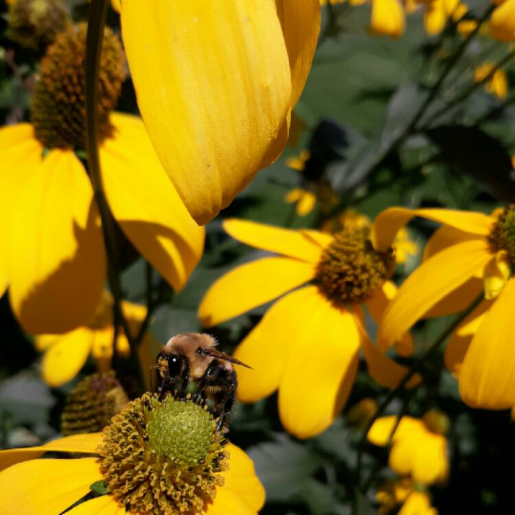plant image 1383863