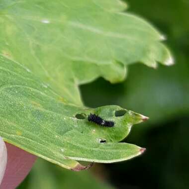 Levisticum officinale