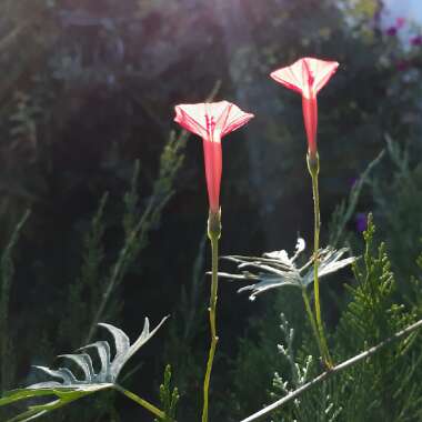 Ipomoea x multifida