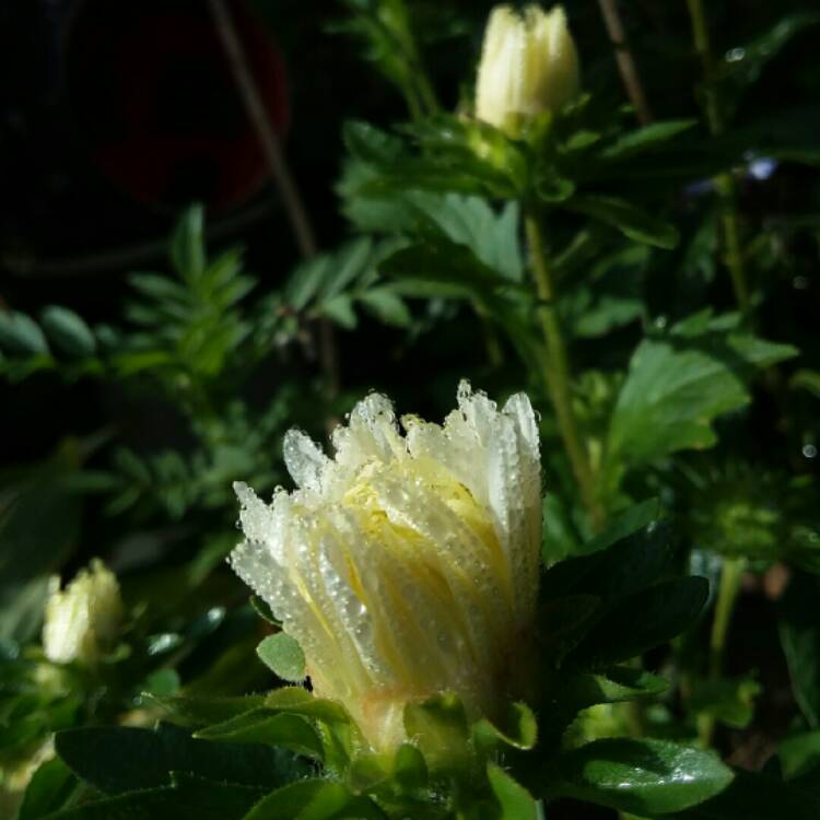 plant image 1388562 plant image 1388562
