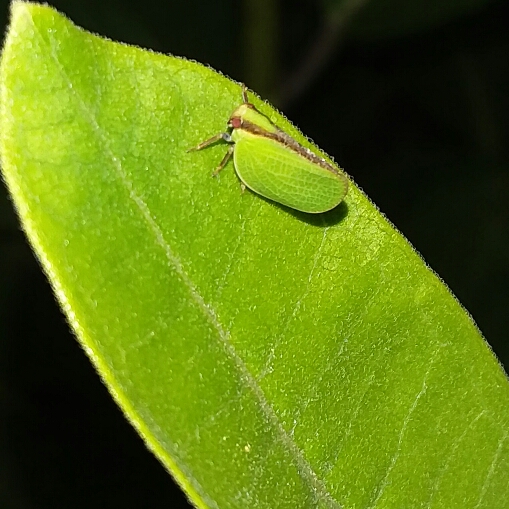 plant image 1389006