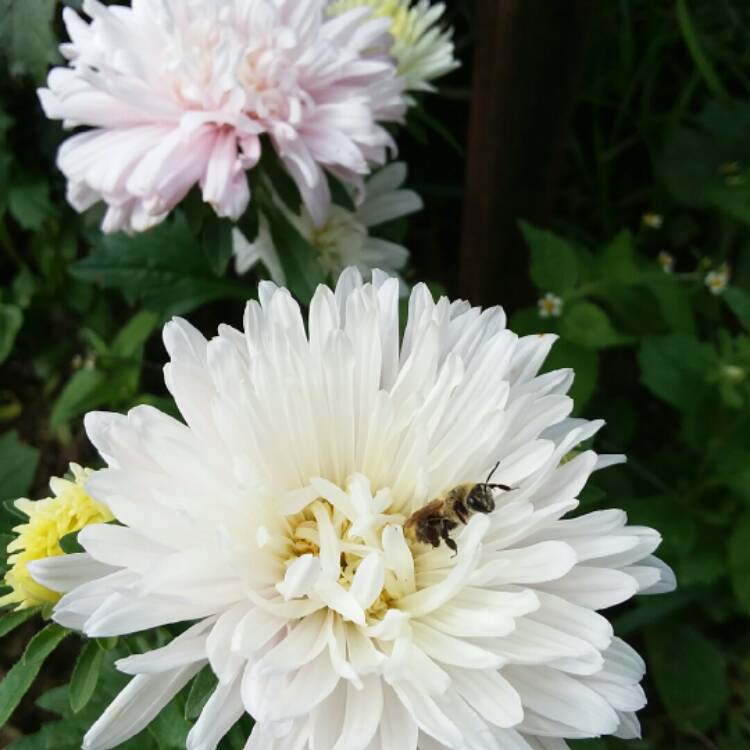 plant image 1390536 plant image 1390536