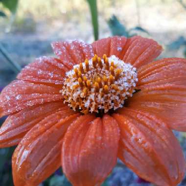 Tithonia rotundifolia 'Torch'