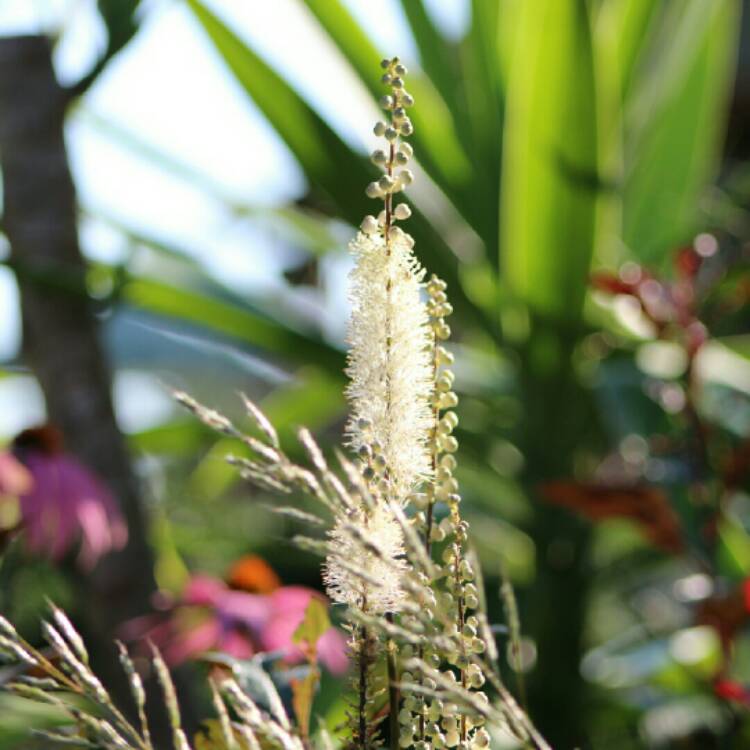 plant image 1396094