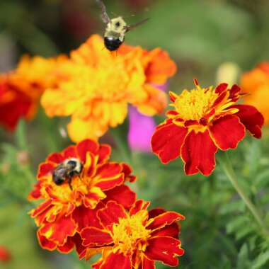 Tagetes patula 'Fireball'
