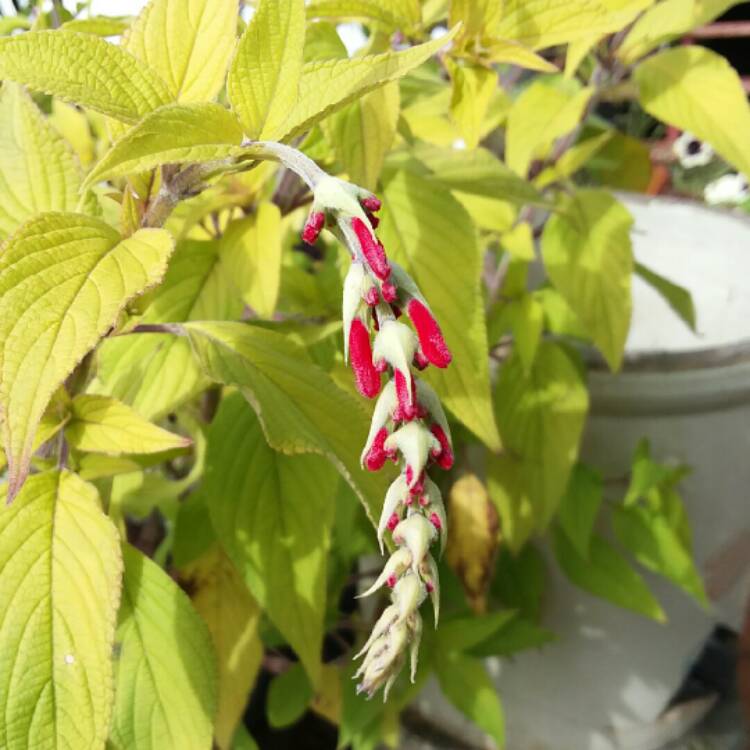 plant image 1402099 plant image 1402099