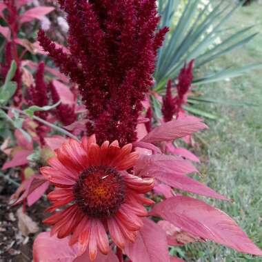 Gaillardia x grandiflora 'Arizona Red Shades' syn. Gaillardia 'Arizona Red Shades'