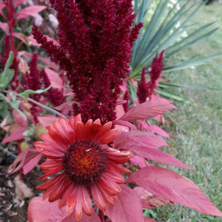 plant image 1402782 plant image 1402782