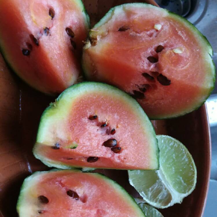 Plant image Citrullus Lanatus 'Sugar Baby'