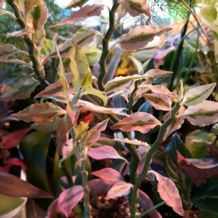 Plant image Euphorbia tithymaloides ‘Variegatus'

