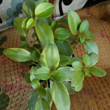 Peperomia Orba Variegata