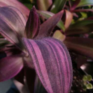 Tradescantia pallida 'Variegata'