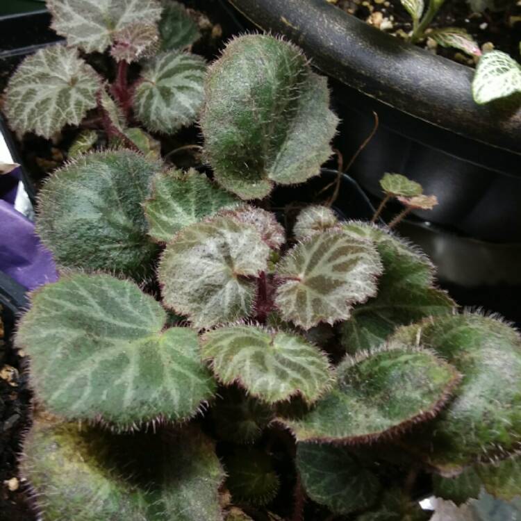 plant image 1417724 plant image 1417724