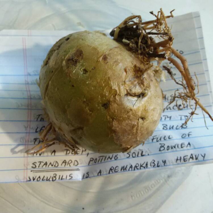plant image 1418075