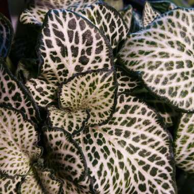 Fittonia Albivenis 'White Star' (Argyroneura Group)