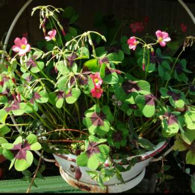 Oxalis tetraphylla 'Iron Cross'