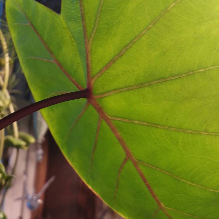 plant image 1423148