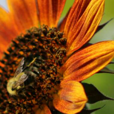 Helianthus annuus