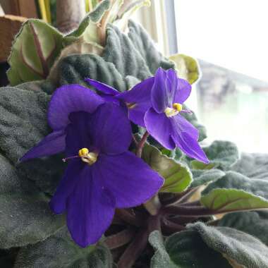 Streptocarpus sect. Saintpaulia  syn. Saintpaulia