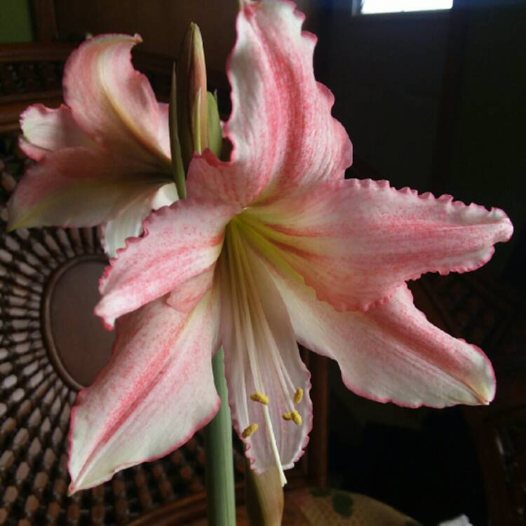 plant image 1432472 plant image 1432472