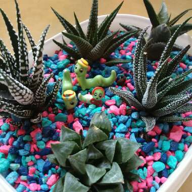 Haworthia