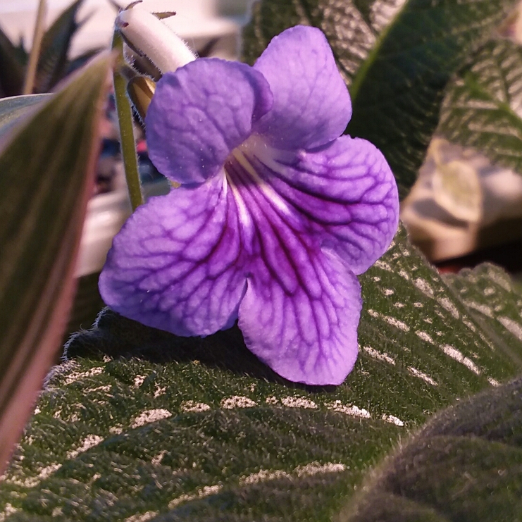 plant image 1435585