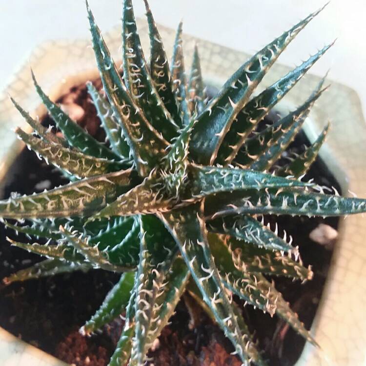 plant image 1437006