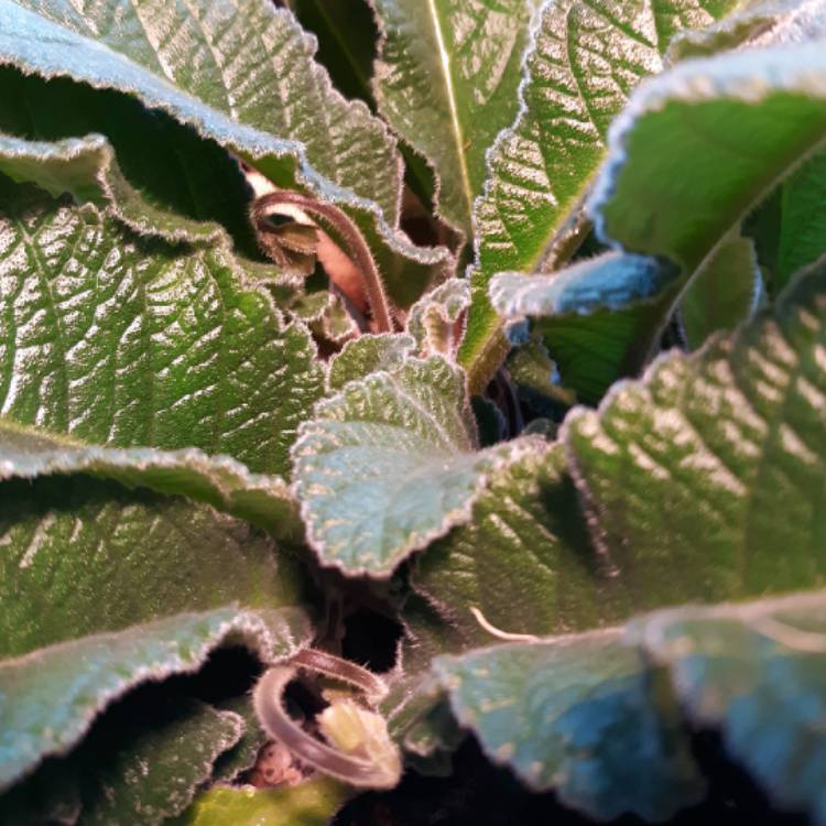 plant image 1438553