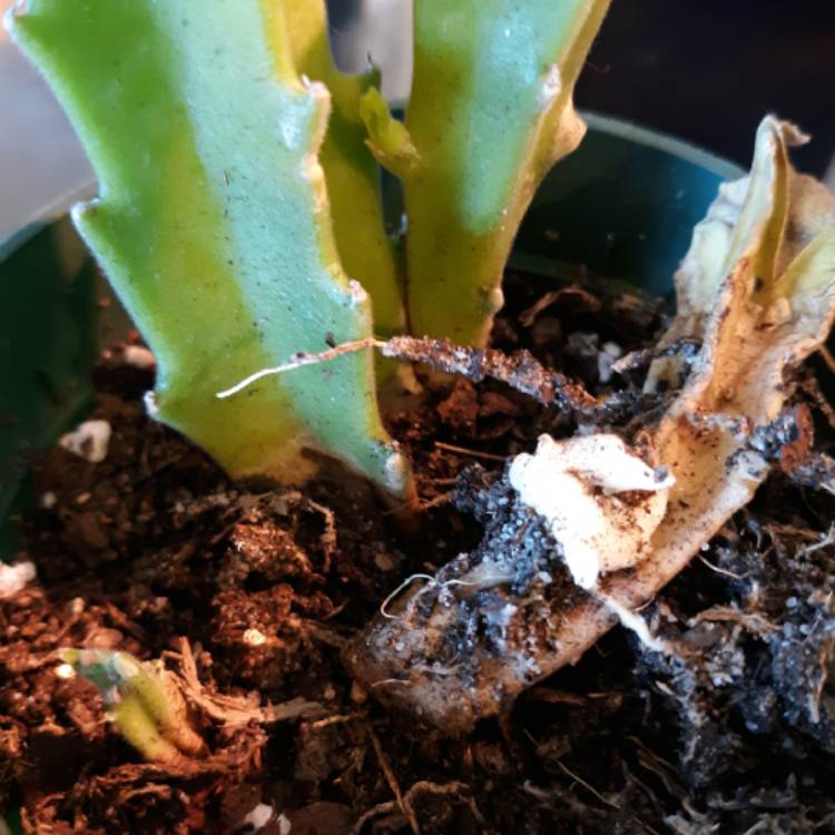 plant image 1438572