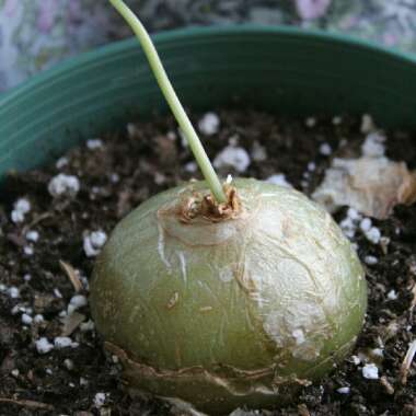 Bowiea Volubilis