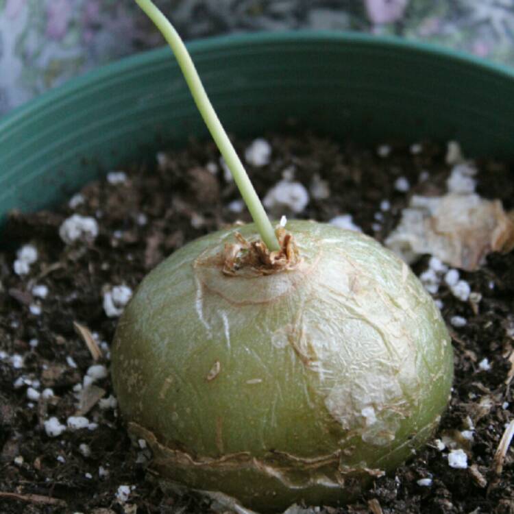 plant image 1438868