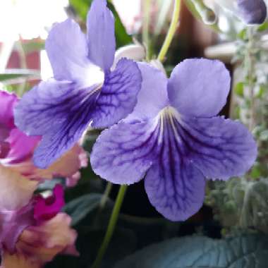 Streptocarpus
