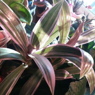 Tradescantia spathacea 'Versicolor' syn. Tradescantia spathacea 'Tricolor', Rhoeo spathacea 'Tricolor'