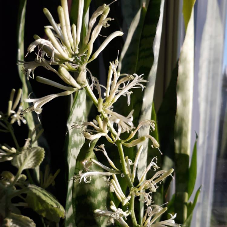 plant image 1457660