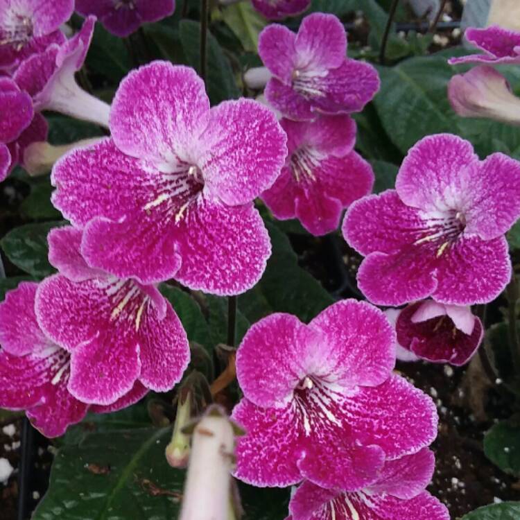 plant image 1463638