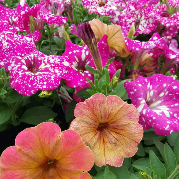 plant image 1471295