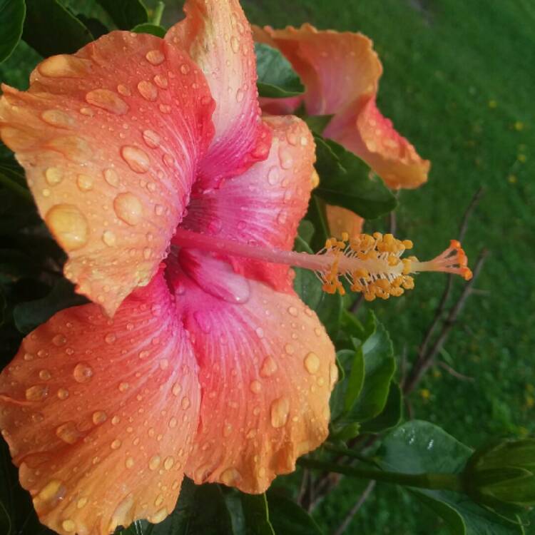 plant image 1482431