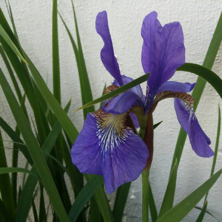 Plant image Iris sibirica