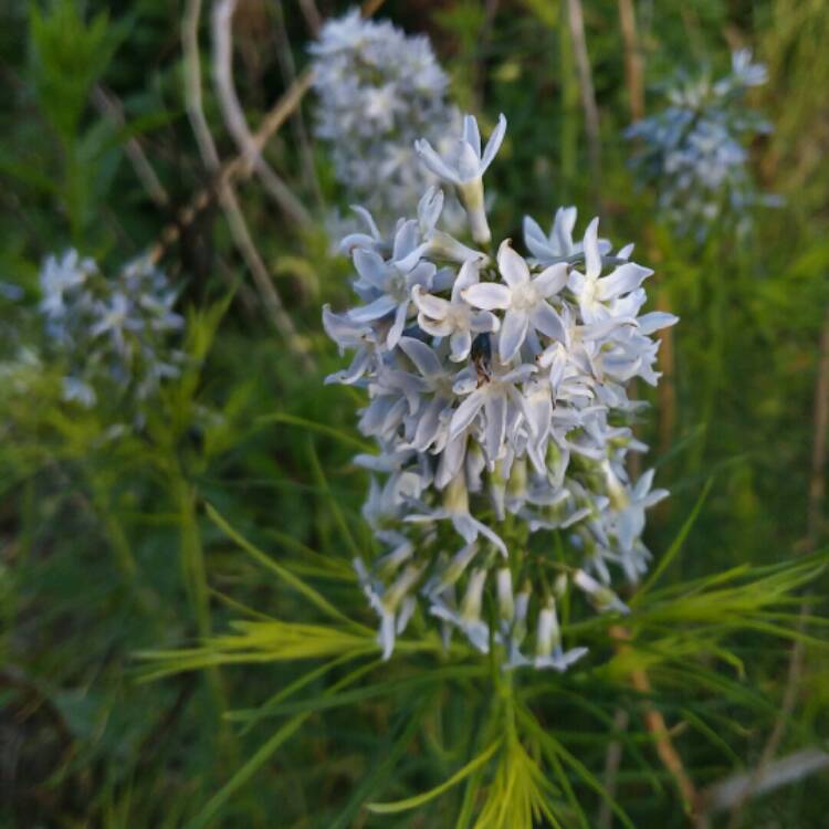 Plant image Amsonia hubrechtii