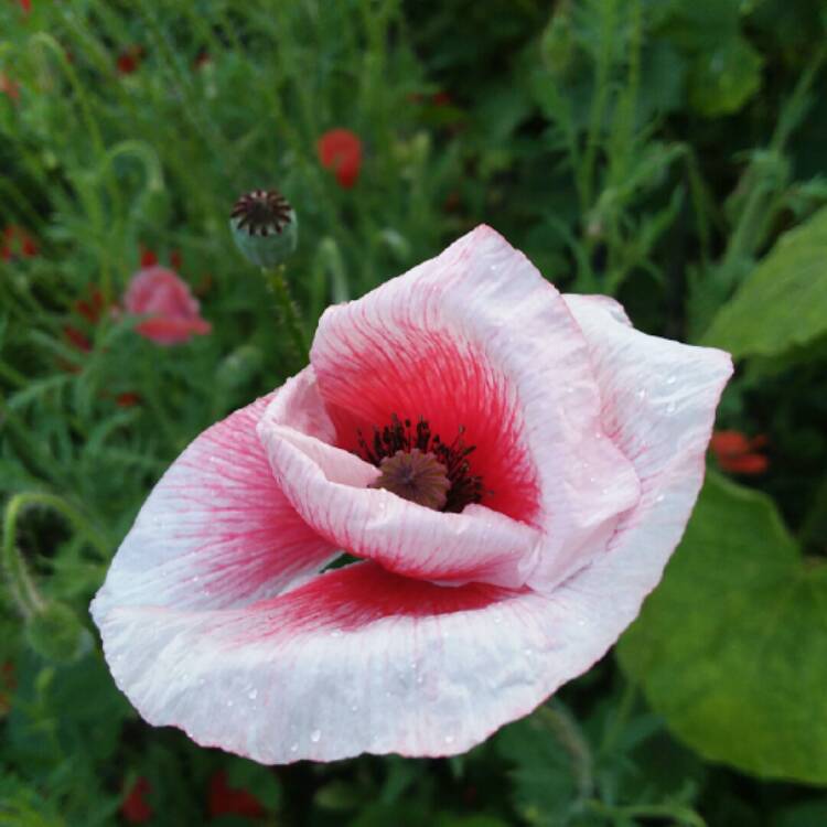 plant image 1504786 plant image 1504786