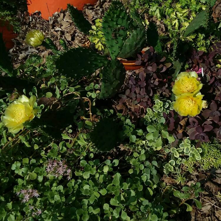 plant image 1504913