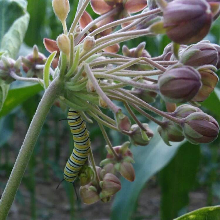 plant image 1505986