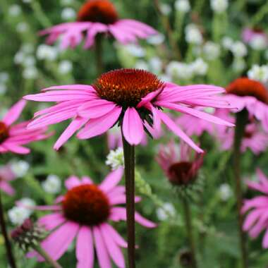 Echinacea
