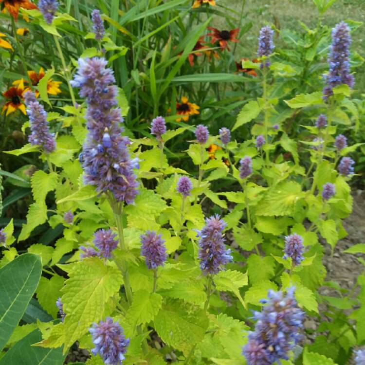 plant image 1513248 plant image 1513248